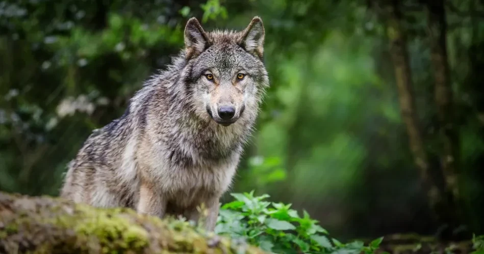 10 Must-Visit Adventure Spots in Mount Shasta for Thrill Seekers